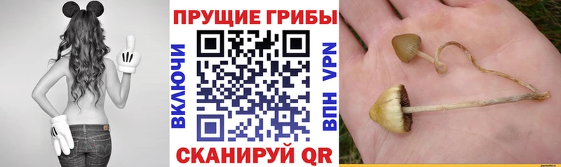 Галлюциногенные грибы мухоморы  Нижнеудинск 